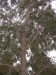 Image result for Eucalyptus botryoides