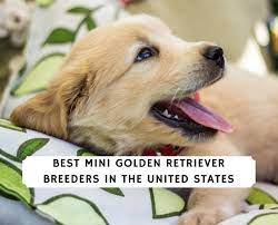 Watch these new born golden retriever puppies grow up; 3 Best Mini Golden Retriever Breeders In The Usa 2021 We Love Doodles