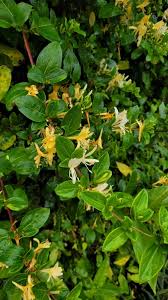 Image result for Lonicera