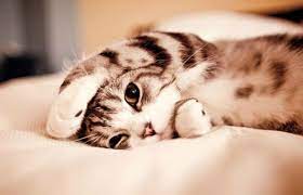listelist cute kittens kedi hayvanlar
