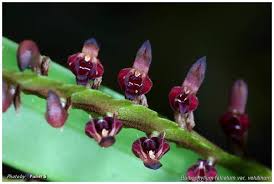Image result for Bulbophyllum falcatum