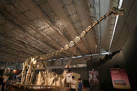 It will lazily walk around chewing on. Titanosauria Wikipedia