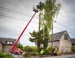 Check spelling or type a new query. Tree Service Removal Trimming Cutting Paterson Nj