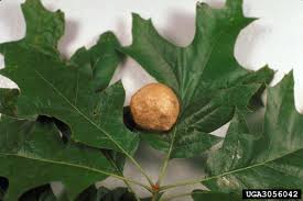 Texas is generally in the central time zone, and its west border corner region is in the moutain time zone.cities in central standard time zone include houston, lubbock, san antonio, abilene, odessa and amarillo. Oak Diseases Insect Pests Home Garden Information Center