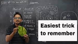 Maybe you would like to learn more about one of these? Difference Between Plant Cell And Animal Cell In Hindi Trick To Remember Youtube