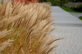 Image result for Eulalia