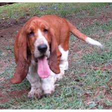 Why buy a basset hound puppy for sale if you can adopt and save a life? Blue Line Bassets Basset Hound Breeder In Jackson Georgia