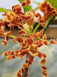Image result for Strophanthus nicholsonii
