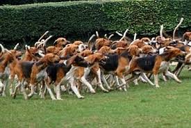 Met hun uitstekende stem en goede reukvermogen kunnen ze goed in meutes jagen. 56 Grand Anglo Francais Tri Colore Ideas Grands Tri Dogs