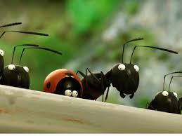 Idee Dvd On Decouvre Le Petit Monde De Minuscule