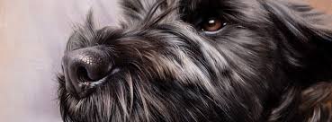 Paint your pet classes are growing in popularity, the class teaches people to paint portraits of their pets. 9byhsnlkao8ezm