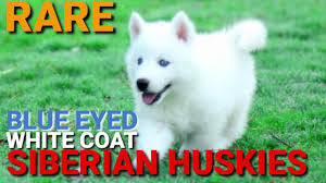Blue eyed dogs are rare, but are truly special to see. White Siberian Husky Puppies Blue Eyes Rare Huskies Blue Eye Husky Puppy White Siberian Husky Youtube