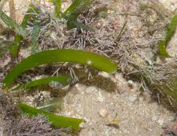 Image result for Thalassia hemprichii