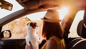 Si vous êtes un résident du canada et que vous avez l'intention d'emporter votre animal de compagnie à. Le Passeport Europeen Pour Animaux De Compagnie Medpets Medpets Fr