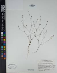 Image result for Hugonia elliptica