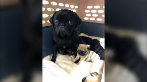 You should never buy a puppy price can be an indication towards the quality of the puppies breed lines and the breeders reputation. Vancouver Island Breeder Surrenders 21 Pugs French Bulldogs To Bc Spca Ctv News