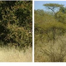 Image result for Aristida scabrivalvis