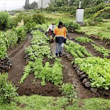 If your back and neck are not irritated, then move to 30 minutes at a time. Keyhole Gardens Are A Great Way To Grow Veg If You Ve Got A Bad Back
