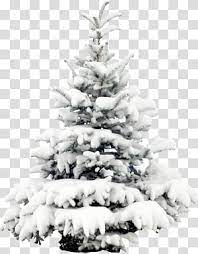 Pine Tree Covered With Snow Snow Tree Pine Christmas Snow Pine Transparent Background Png Clipart Snow Tree Tree Illustration Snow Illustration