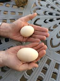 The good thing about this chicken breed is the fact that they lay earlier than other breeds. Rhode Island Reds My Urban Homestead