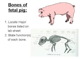 Fetal Pig Dissection The Fetal Pig Is A