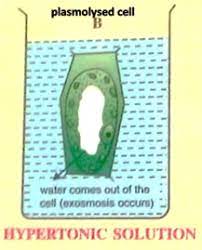The amount of solute in a solution determines how. Show By A Series Of Diagram The Change Which A Plant Cell Will Undergo When Placed In A