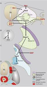 Embryonic development of the somite: Signals Patterning The Sclerotome And Transcriptional Program Download Scientific Diagram
