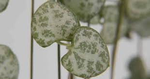 Common names include chain of hearts, collar. Ceropegia Woodii Care Grow The String Of Hearts Plant Vine