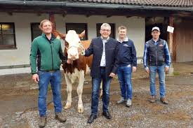 Der katalog ist schon online! Salzburg Stabile Preise Fur Zuchtrinder Bei Versteigerung In Maishofen Regionews At