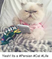 Memes Persian And Hdd Rme Oficially She Yeah Its A Persian Cat Life Funny Poses Persian Cat Funny Cats
