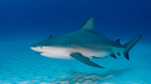 You can also order the testosterone using the vip/ceo menu. 11 Facts About Bull Sharks Mental Floss