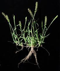 Image result for Tragus koelerioides