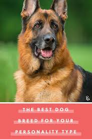 Isfj This Is The Best Dog For Your Personality Best Dogs For Kids Family Dogs Breeds Best Dogs For Families