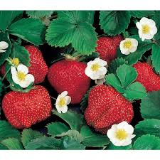 Gurney S Ozark Beauty Strawberry Plants 10 Pack 03327 The Home Depot Strawberry Plants Everbearing Strawberries Strawberry