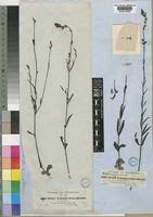 Image result for Buchnera hispida