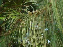 Pin On Verfplanten