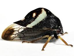 Image result for Duosperma fimbriatum