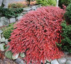 Image result for Cotoneaster