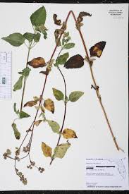 Image result for Ageratum conyzoides