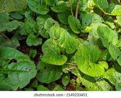Image result for Basellaceae
