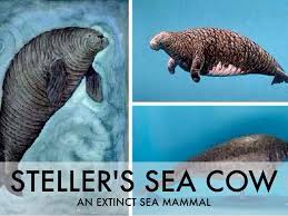 Image result for steller's sea cow
