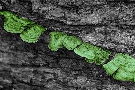 You can download free photos and use where you want. United States Darien Oldfield Oaks County Forest Preserve Textured Tree Fungus Green Black Piqsels