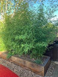 Screening plants provide privacy in summer & light in winter, while blocking wind & noise. How Do I Plant Screening Trees For Privacy In Containers Barcham