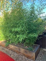 Tall outdoor plants in pots for privacy. How Do I Plant Screening Trees For Privacy In Containers Barcham
