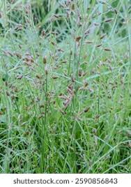 Image result for Fimbristylis dichotoma