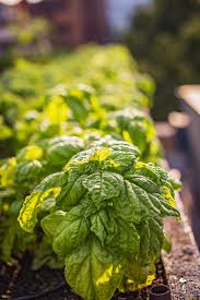 Flowers that repel bugs in vegetable gardens. Insect Repelling Plants Better Homes Gardens