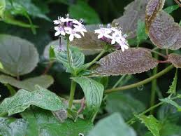 Image result for Pentas micrantha