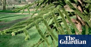 Check spelling or type a new query. Monkey Puzzles An Iconic Tree Under Threat Gardens The Guardian