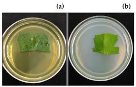 Activity of Aqueous Extracts from Native Plants of the Yucatan Peninsula  against Fungal Pathogens of Tomato In Vitro and from Croton chichenensis  against Corynespora cassiicola