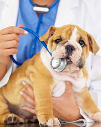 5 Big Questions You Have About Pet Insurance Answered Pet Health Insurance Cheap Pet Insurance Pet Health